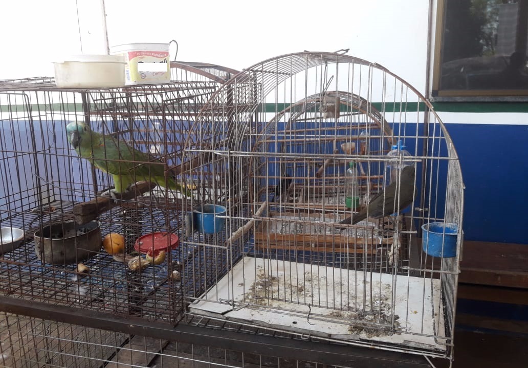 PMA autua homem em R$ 7 mil por manter aves silvestres em cativeiro Divulgação