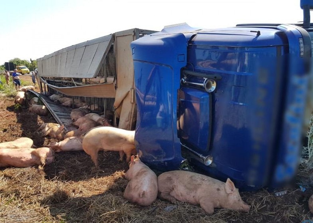 Carreta carregada com 200 porcos tomba na BR-163 PC de Souza - Site Edição MS