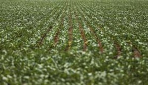 A área de plantio de soja teve aumento de 1 milhão de hectaresArquivo/Marcelo Camargo/Agência Brasil
