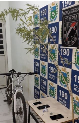De munição a pé de maconha é encontrada em casa de infrator