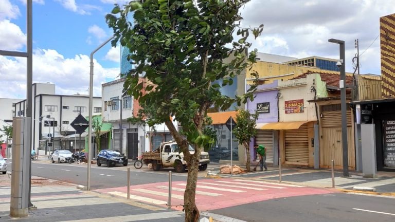 14 de Julho recebe árvores de erva mate em nova fase do paisagismo