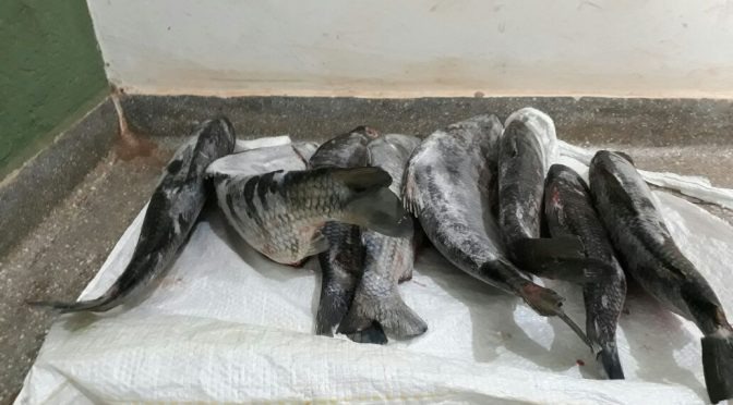 Homem é preso por pescar e comercializar peixe no período da piracema
