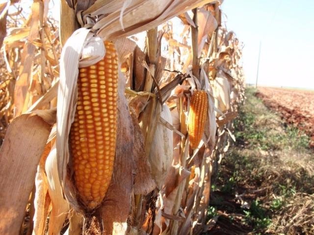 Geada antes da colheita pode prejudicar 200 mil hectares de milho Quando atinge estágio mais seco, milho deixa de ser afetado pela geada (Foto: Marcos Ermínio)