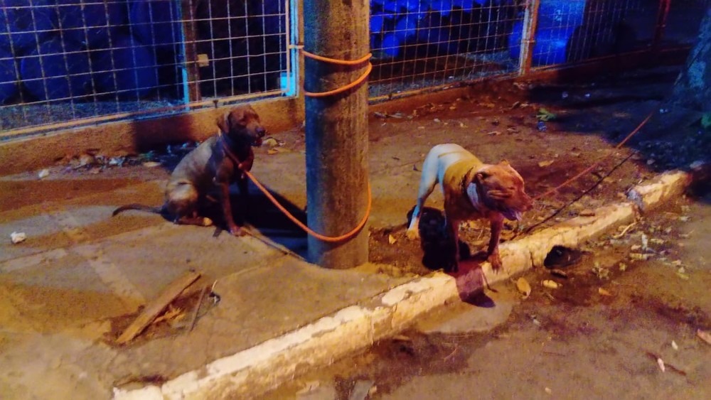 Homem é atacado por cachorros da raça pit bulls em avenida da capital Corpo de Bombeiros/Divulgação