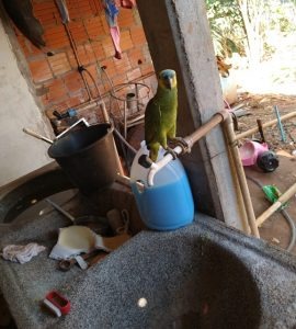 Mulher é autuada por maus tratos ao abandonar cão e papagaio sem água e comida Mulher é autuada por maus tratos ao abandonar cão e papagaio sem água e comida