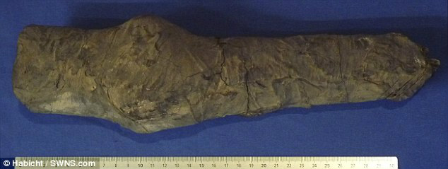 Membros mumificados encontrados podem pertencer à Nefertari, esposa de Ramsés, o Grande Membros mumificados encontrados podem pertencer à Nefertari, esposa de Ramsés, o Grande