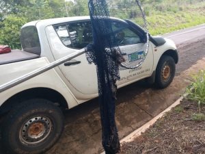 Com a confirmação de casos de raiva em MS, Iagro faz alerta aos produtores Captura de morcegos/Divulgação