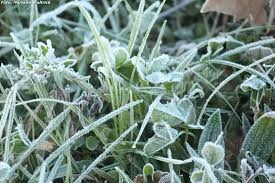Temperatura abaixo de 0°C deve continua para quarta-feira em MS As geadas devem ocorrer ao amanhecer no nas regiões sul e sudoeste do estado
