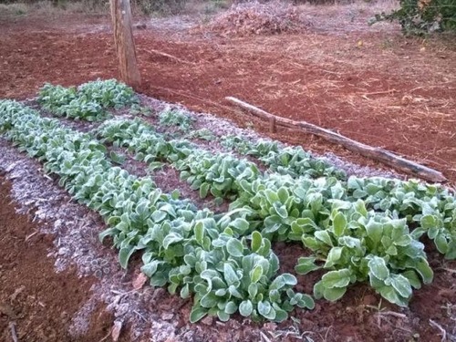 Hortaliças congelam com a geada e preço dos produtos deve subir Rúculas congeladas em razão do frio (Foto: arquivo pessoal)