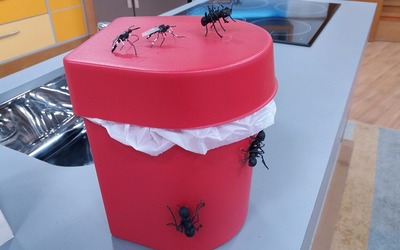 Verão e as pragas urbanas: saiba como evitá-las