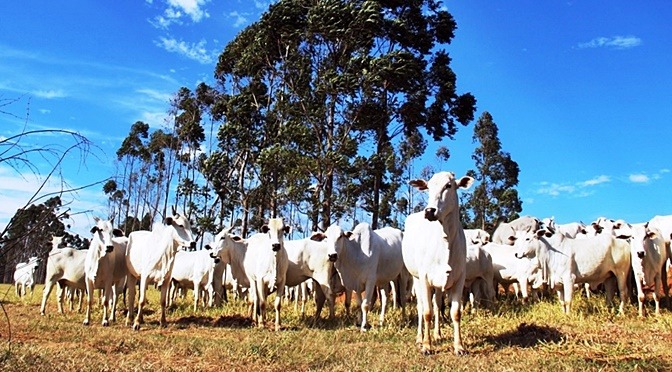 Sefaz implanta o Cadastro Eletrônico da Agropecuária Kelly Ventorim/ Semagro
