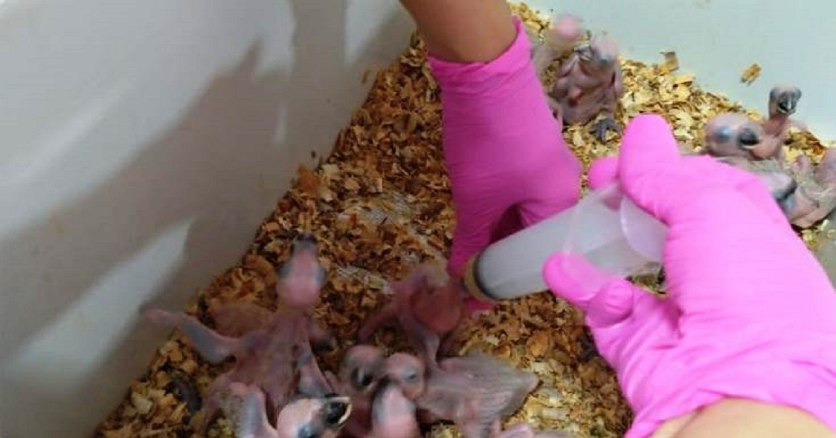 Fim do tráfico de animais silvestres depende da consciência ambiental da população Fim do tráfico de animais silvestres depende da consciência ambiental da população