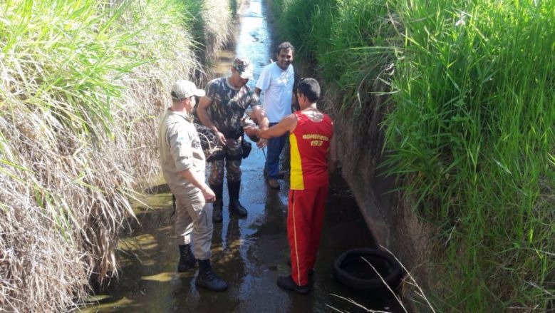 Veado e tatu são resgatados após caírem em galeria