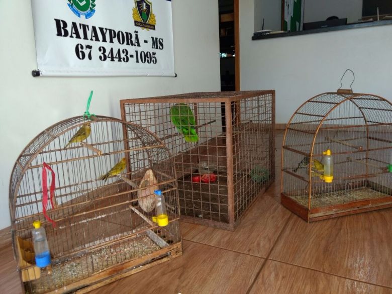 Animais serão encaminhados para centro de reabilitação - Foto: Divulgação

