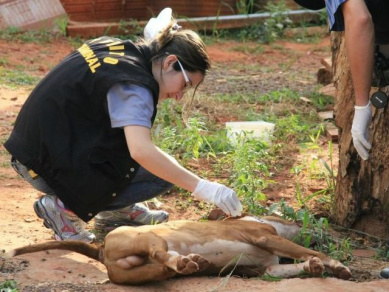 Perita analisa cão morto por investigador após invadir sala no Monte Castelo (Foto: Marcos Ermínio)