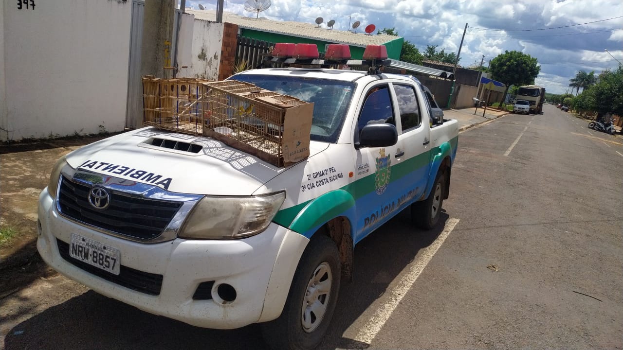 Homem é autuado por capturar e manter aves silvestres nos fundos de sua residência Homem é autuado por capturar e manter aves silvestres nos fundos de sua residência