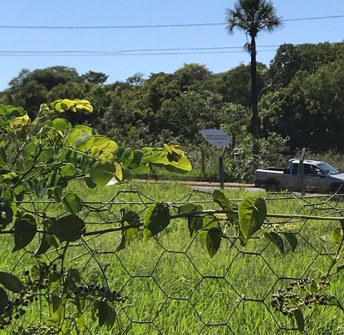 Área de vereda que forma o córrego Bandeira e fica entre as Avenidas Gabriel Del Pino e Rita Vieira de Andrade - Foto: Divulgação/MPE