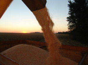 Safrinha de milho avançou lentamente no estado na última quinzena de junho, atingindo somente 1,3% das áreas semeadas, que totalizaram 1,560 milhão de hectares - Foto: Arquivo/Ademir Almeida