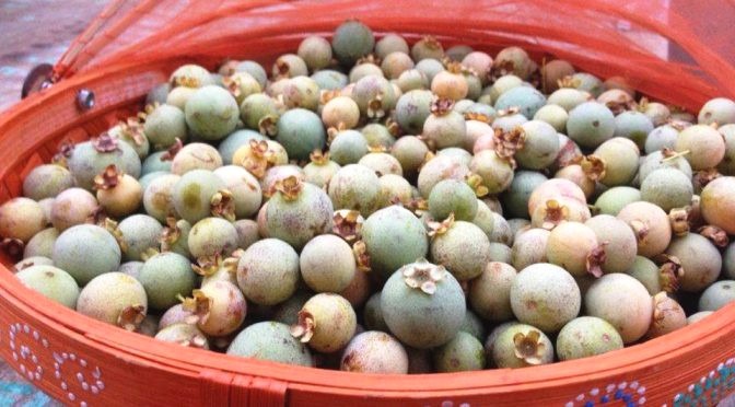 Planta nativa que carrega em seu DNA a origem histórico-cultural indígena. A guavira também é conhecida como guabiroba e significa “árvore de casca amarga”. Fotos: Dunga