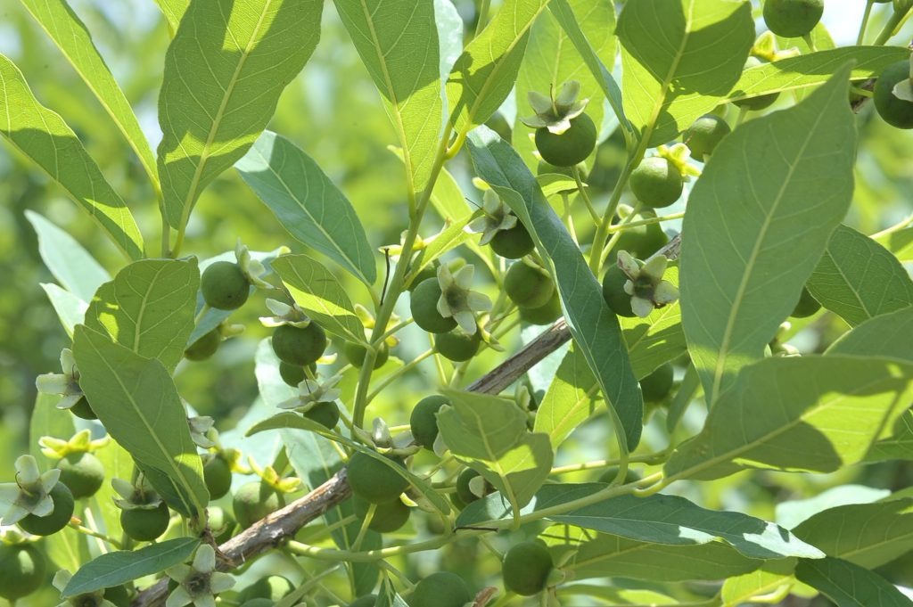Um único fruto de guavira pode conter até 20 vezes mais vitamina C do que a laranja. Fotos: Dunga