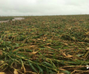 Plantação ficou destruída com chuva e vendaval
(Foto: Whatsapp)