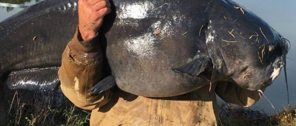 Homem pesca bagre de mais de 50 quilos nos EUA © Reprodução / Facebook