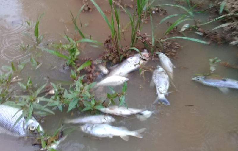 Prefeitura e Governo se unem para descobrir a causa da morte de peixes no córrego Divulgação