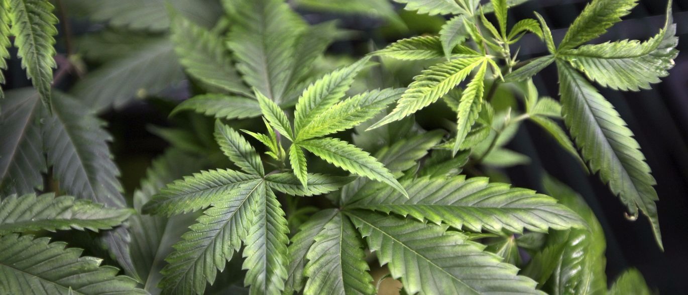 Anvisa quer regulamentar cultivo de maconha medicinal ainda em 2017