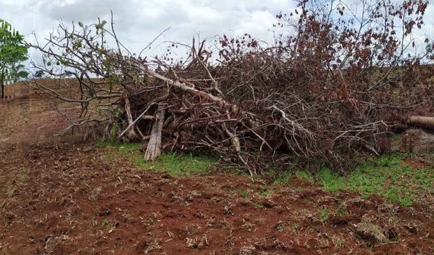 Após derrubar árvores nativas mulher é multada em R$ 4,2 mil Após derrubar árvores nativas mulher é multada em R$ 4,2 mil