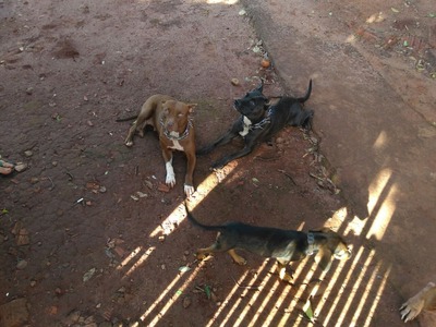 Parte dos animais que atacaram suspeito de tentativa de furto (Foto: Osvaldo Nóbrega/TV Morena)
