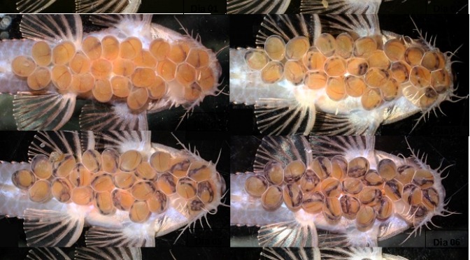 Pesquisadores reproduzem em cativeiro espécie de cascudo ameaçada de extinção Pesquisadores reproduzem em cativeiro espécie de cascudo ameaçada de extinção