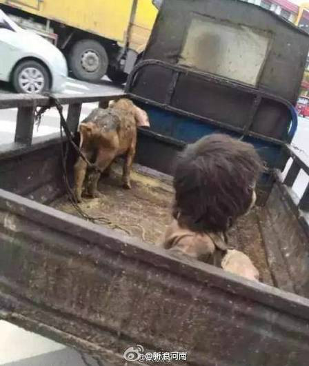 O pai levava o menino no carro ao lado de porcos Foto: Reprodução / Weibo