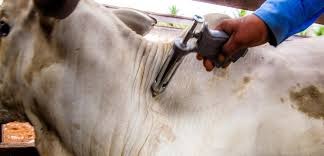 Campanha de vacinação contra febre aftosa começa dia 1º de novembro