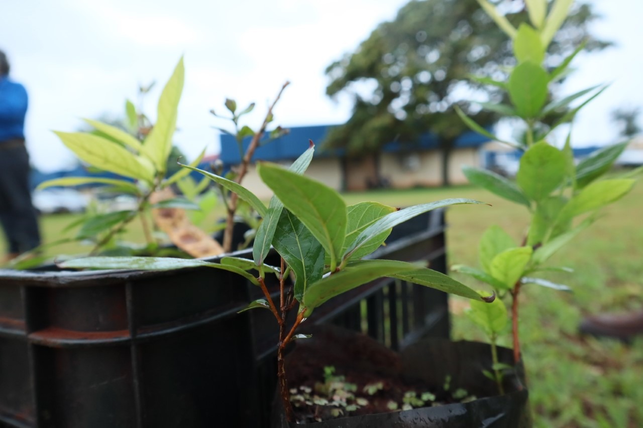 Prefeitura vai plantar 3 mil mudas de Guavira em parques públicos A prefeitura de Dourados já começou o plantio de três mil mudas de Guavira nos parques e praças públicas. A.Frota/Assecom