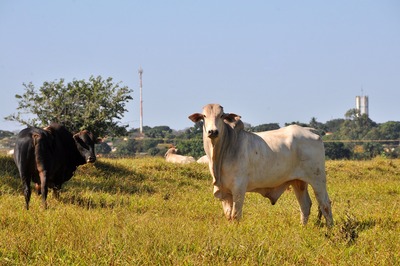 Pecuária de MS amarga queda de 17,87% no volume de abates MS abateu cerca de 336 mil cabeças a menos, em comparação ao mesmo período do ano passado - Foto: Valdenir Rezende/Correio do Estado