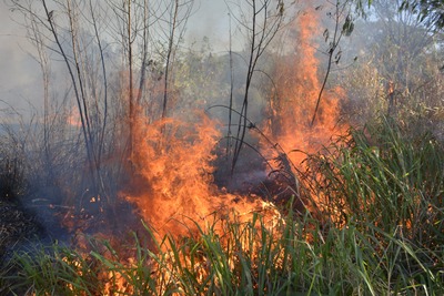 Casos de queimada aumentam 84,6% em Campo Grande Somente em cinco dias de julho, Capital alcançou o número de 139 ocorrências - Foto: Paulo Ribas / Correio do Estado
