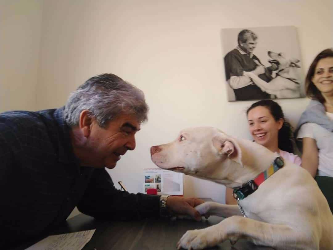 Projeto “Animal não é Coisa” e criação de Secretaria dos Animais é tema na Câmara Municipal Divulgação