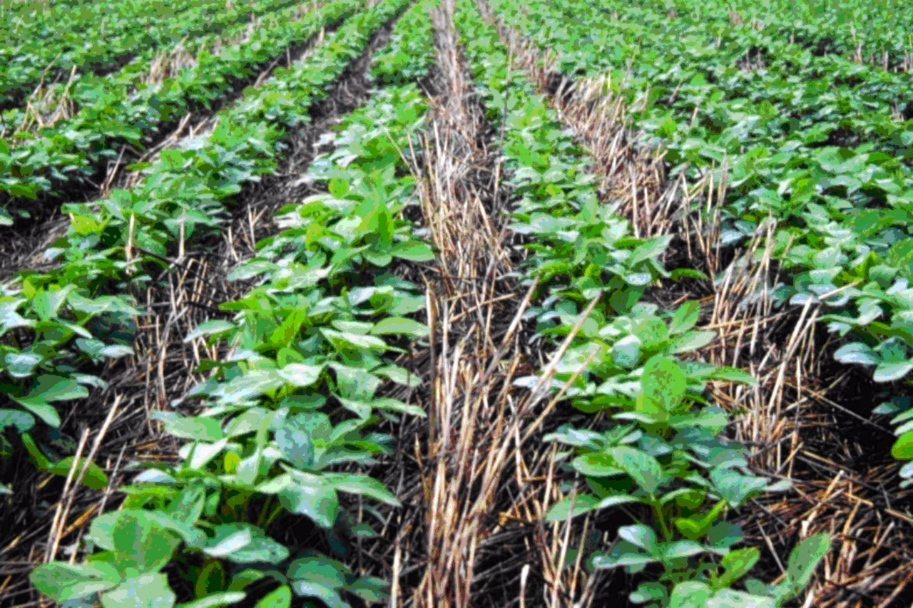 3º Fórum Brasileiro de Agricultura Sustentável começa na próxima segunda com vagas limitadas Divulgação