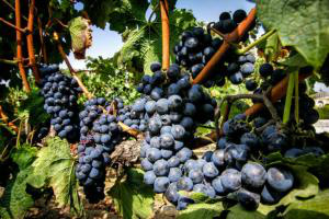 Alimentos como o vinho tinto, uvas, chocolate rico em cacau, brócolos, maçãs, açafrão das índias e chá verde têm um efeito antioxidante e anti-inflamatório.. Foto: Divulgação