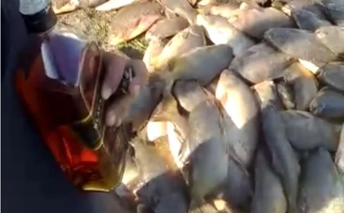 Homem é multado em R$ 34 mil pela PMA por pescar 200 quilos de Pacu Divulgação