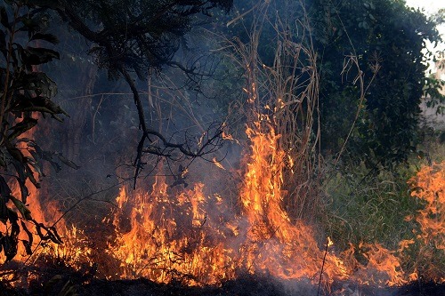 Agosto Alaranjado traz blitz ambiental, ações e palestras educativas A campanha busca evitar essa situação ao promover a discussão junto à comunidade, otimizar a gestão, o monitoramento, a prevenção e o combate ao uso de fogo na vegetação da cidade. Álvaro Rezende / Correio do Estado