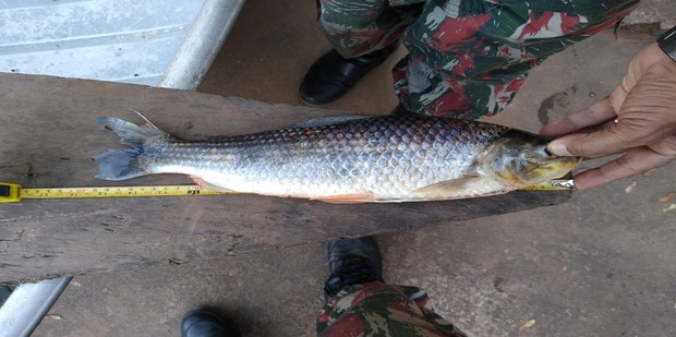 Homem é preso e multado em R$ 1,3 mil por pesca predatória em rio Homem é preso e multado em R$ 1,3 mil por pesca predatória em rio