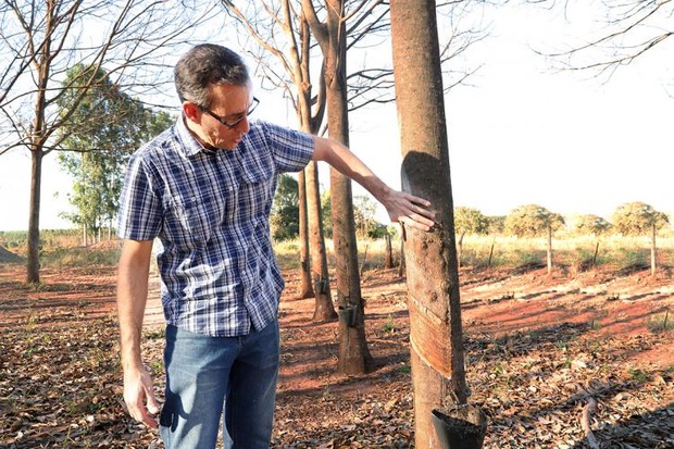 Produtividade duplica após fazenda receber assessoria do Senar