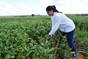 Pesquisas para melhorar qualidade dos grãos receberam incentivos/ Foto: divulgação