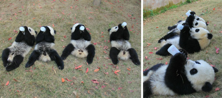 Localizada na China, creche para pandas faz sucesso na internet como sendo o lugar “mais adorável do planeta”