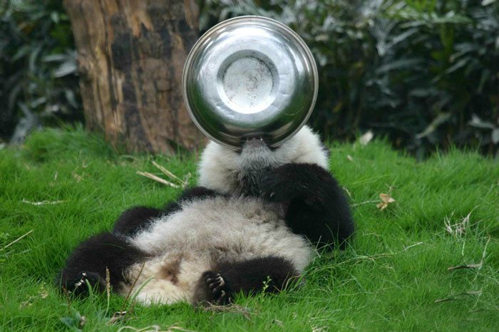 Localizada na China, creche para pandas faz sucesso na internet como sendo o lugar “mais adorável do planeta”