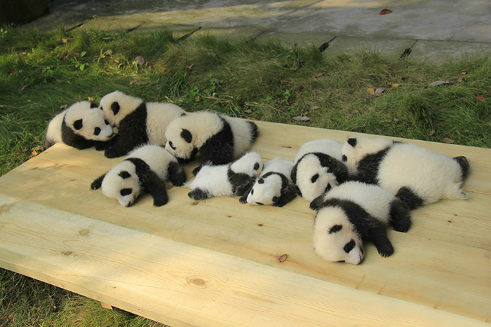 Localizada na China, creche para pandas faz sucesso na internet como sendo o lugar “mais adorável do planeta”