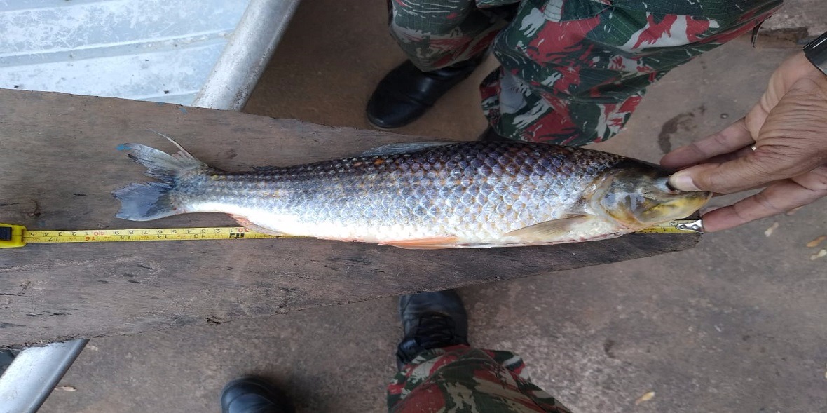 Pescador é preso pela PMA em barco no Rio Aquidauana com 10 kg de peixes Divulgação
