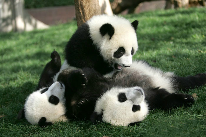 Localizada na China, creche para pandas faz sucesso na internet como sendo o lugar “mais adorável do planeta”