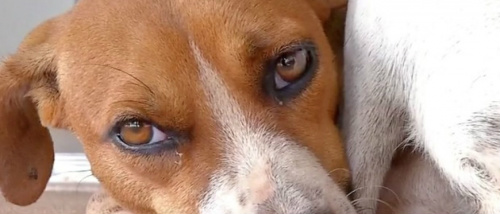 © Reprodução / TVCA
